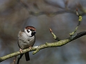 Tree sparrow - E